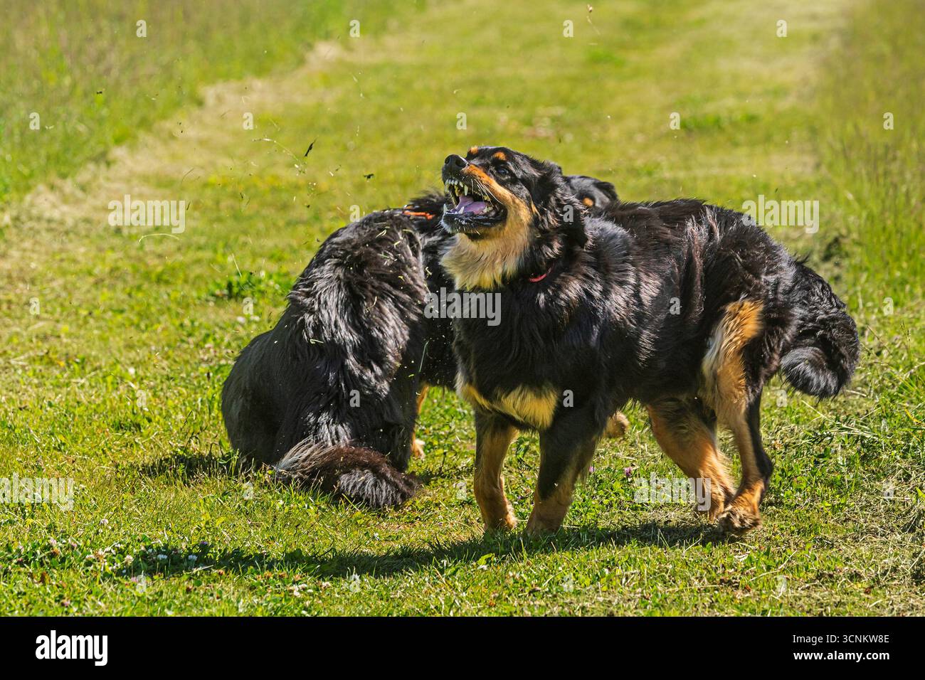 Due cani Hovie neri e dorati hovawart Foto Stock
