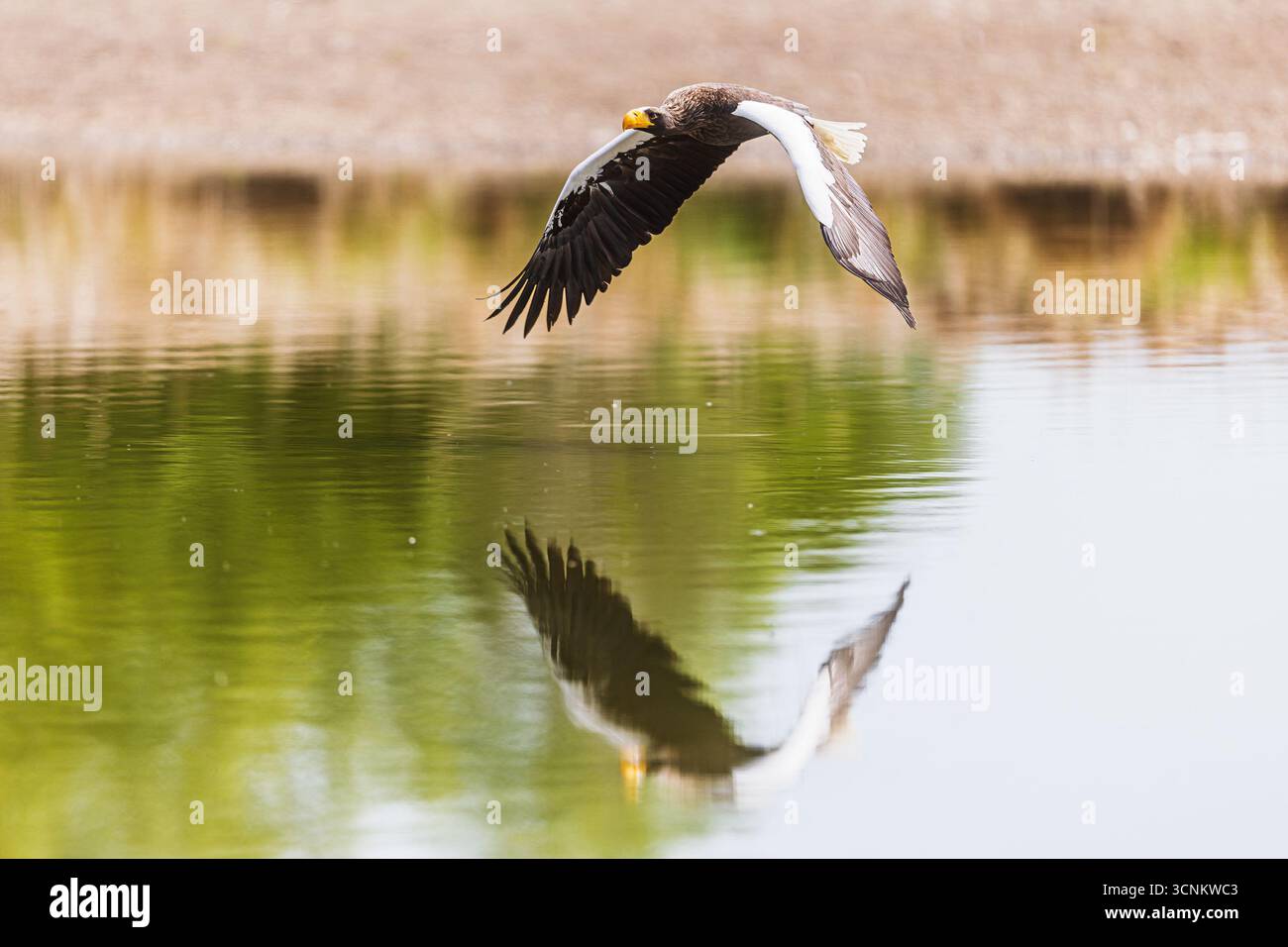 L'aquila marina del vecchio Steller (Haliaeetus pelagicus) sorvola l'acqua con un riflesso come uno specchio Foto Stock