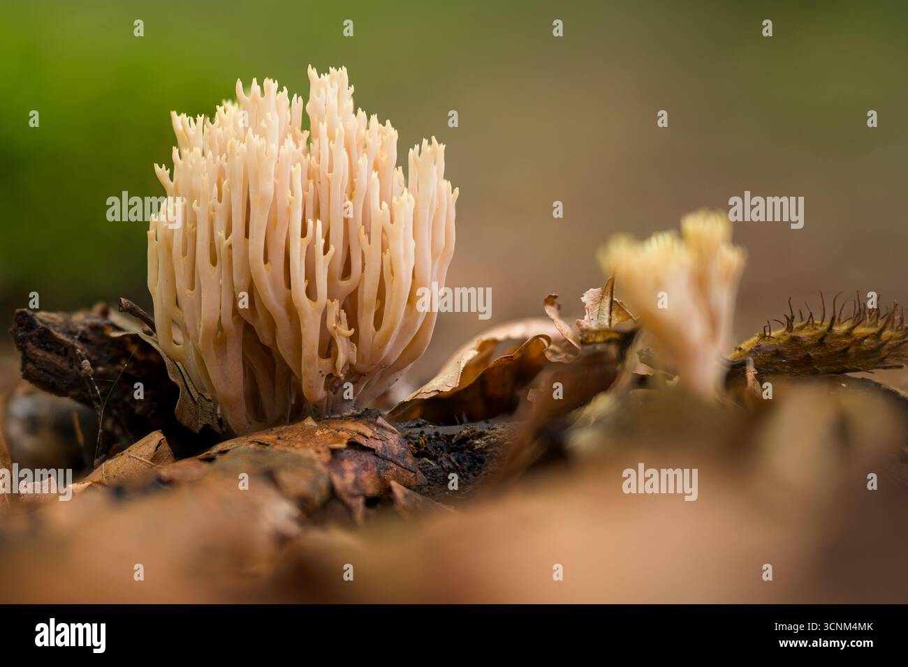 Fungo corallino, Clavulina coralloides. Foto Stock