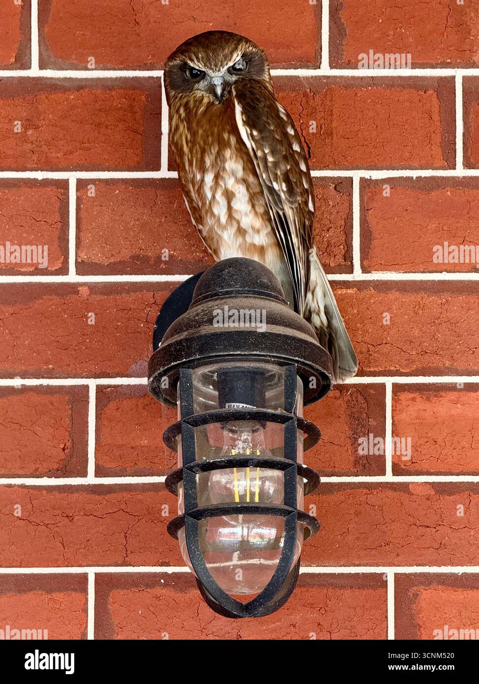 Gufo Australiano (Ninox boobook ocellata) arroccato su una luce su una parete, Perth Western Australia - Immagine stock catturata con smartphone