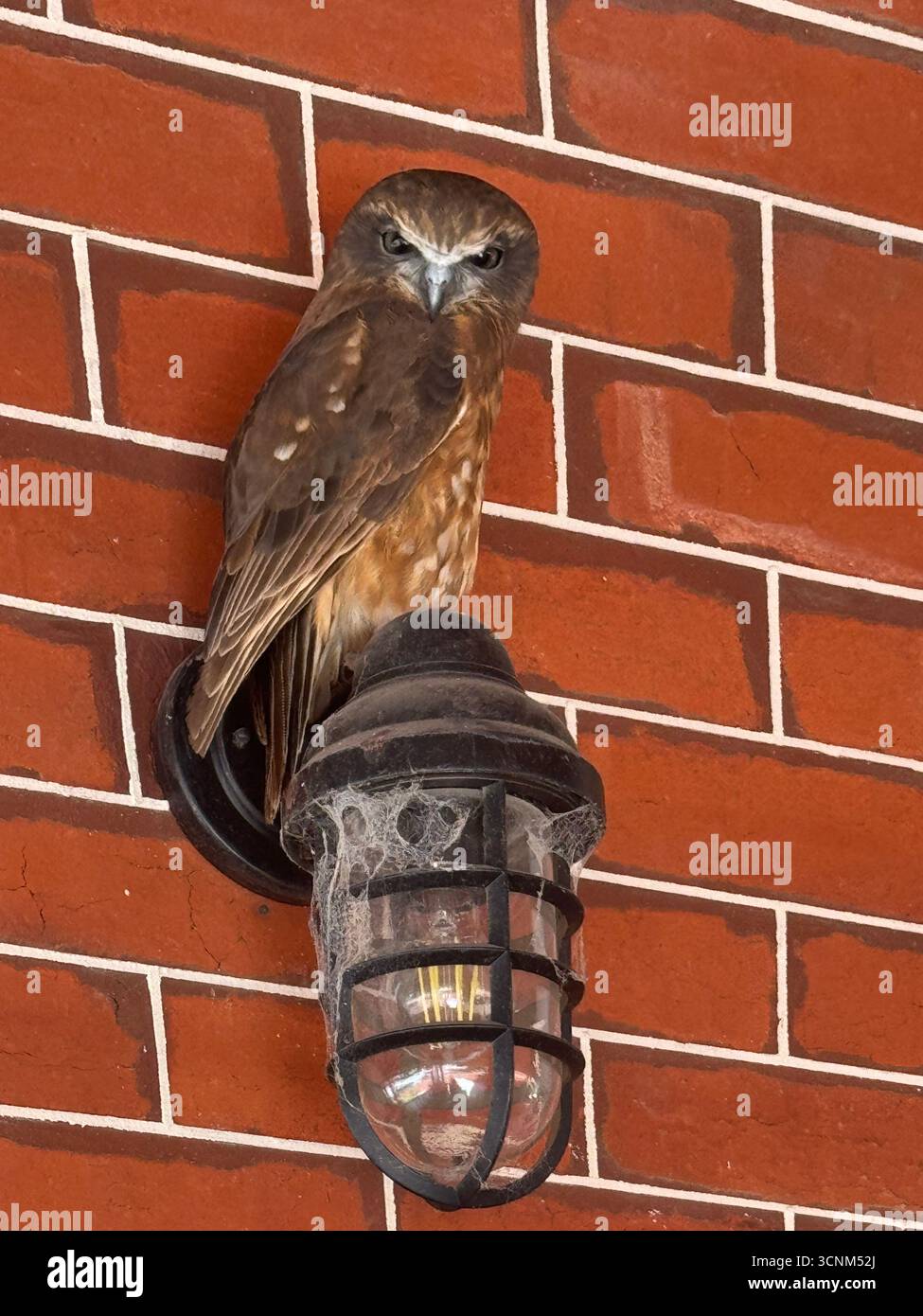 Gufo Australiano (Ninox boobook ocellata) arroccato su una luce su una parete, Perth Western Australia - Immagine stock catturata con smartphone