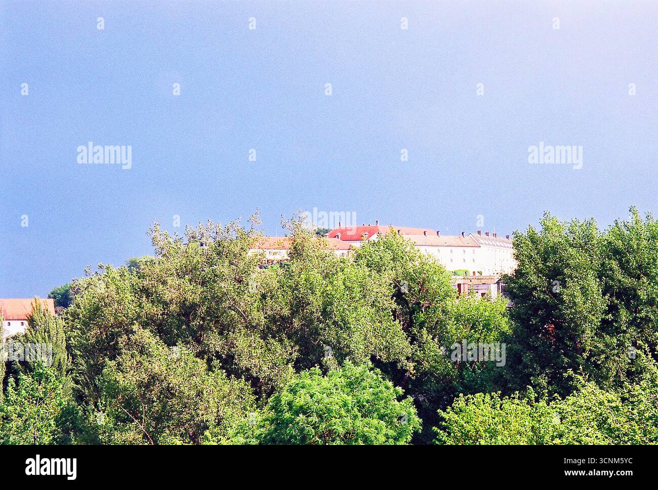 Alberi urbani circondati da edifici. Le cime verdi degli alberi sorgono tra l'architettura della città, mescolando natura e vita urbana. Foto Stock