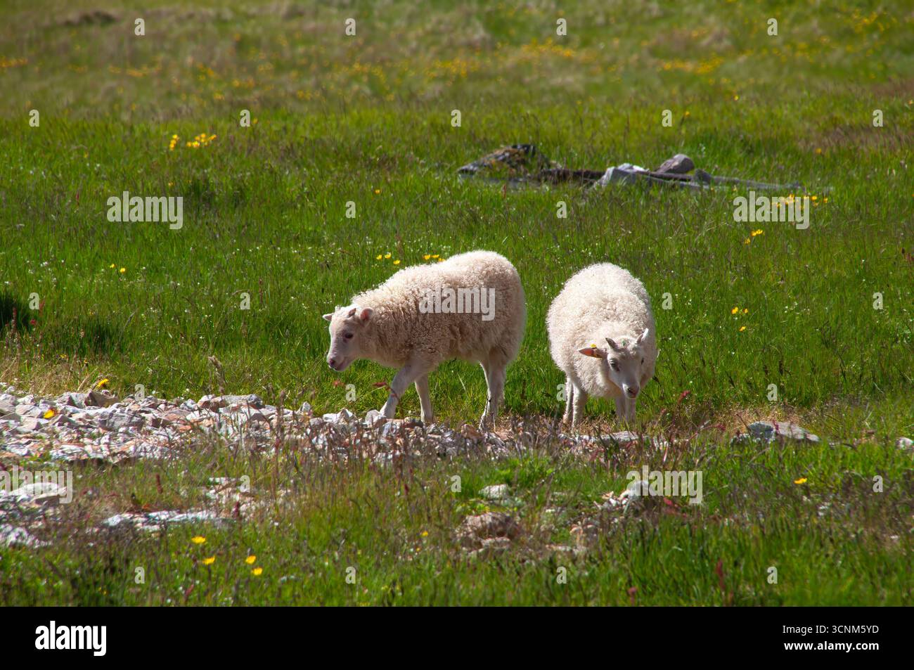 Stokksnes Islanda, gemelli agnelli che pascolano nel campo dell'erba primaverile Foto Stock