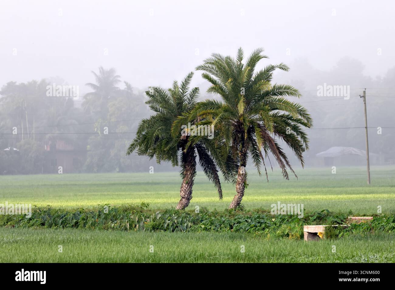 foggy mattina invernale in Bangladesh. Questa foto è stata scattata da Chittagong, Bnagladesh. Foto Stock