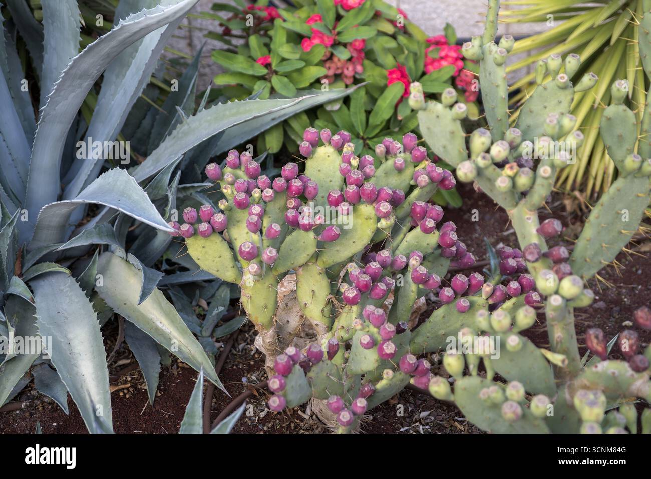 Israele; Opuntia ficus-indica; frutti rossi di fico d'India; Feigenkaktus rote Früchte Foto Stock