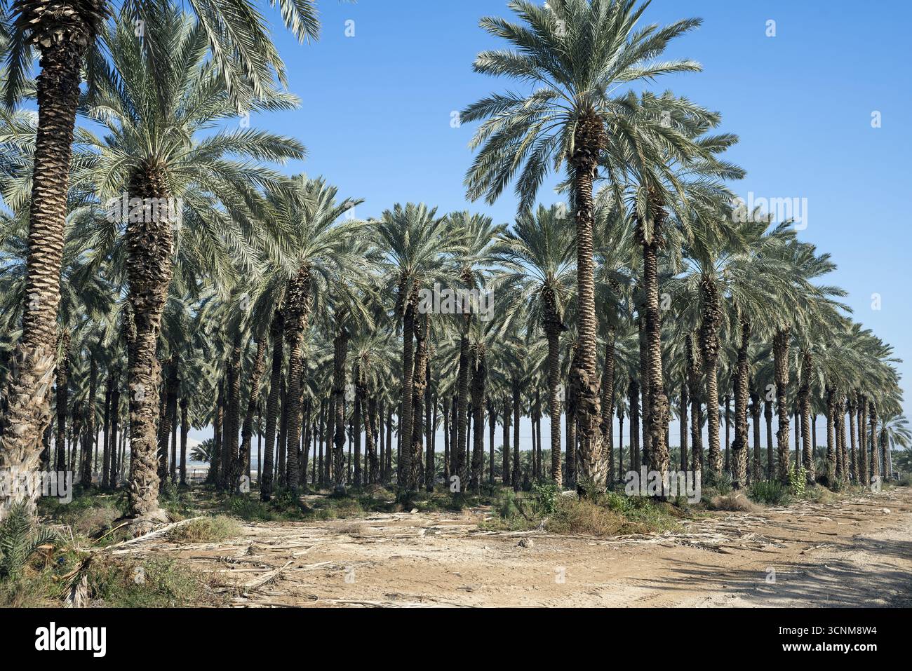 Israele; Phoenix dactylifera L.; piantagione di palme da dattero nella valle del Giordano; Dattelpalmenplantage im Jordantal; Plantación de palmeras datileras 2018 Foto Stock