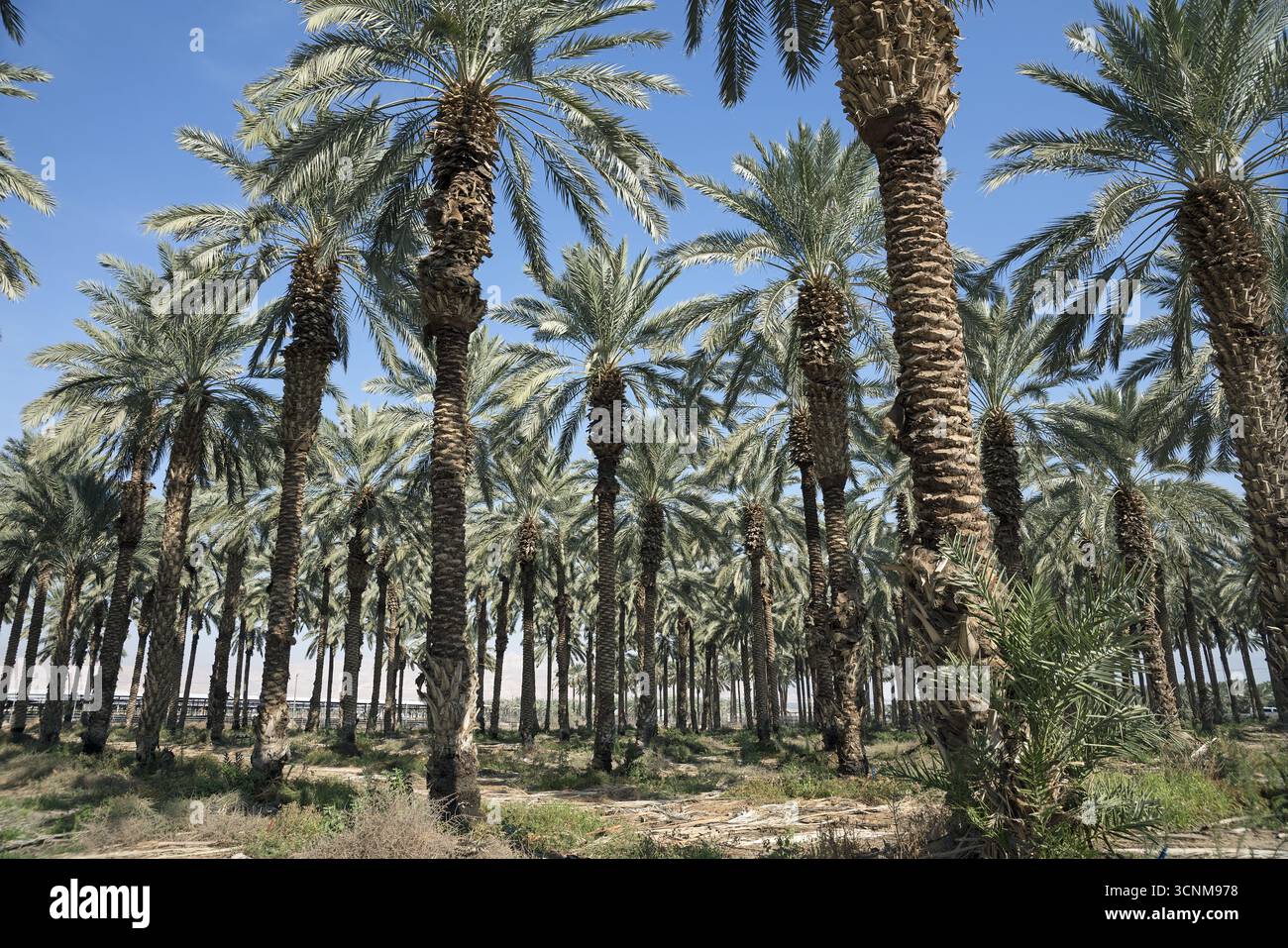 Israele; Phoenix dactylifera L.; piantagione di palme da dattero nella valle del Giordano; Dattelpalmenplantage im Jordantal; Plantación de palmeras datileras 2018 Foto Stock