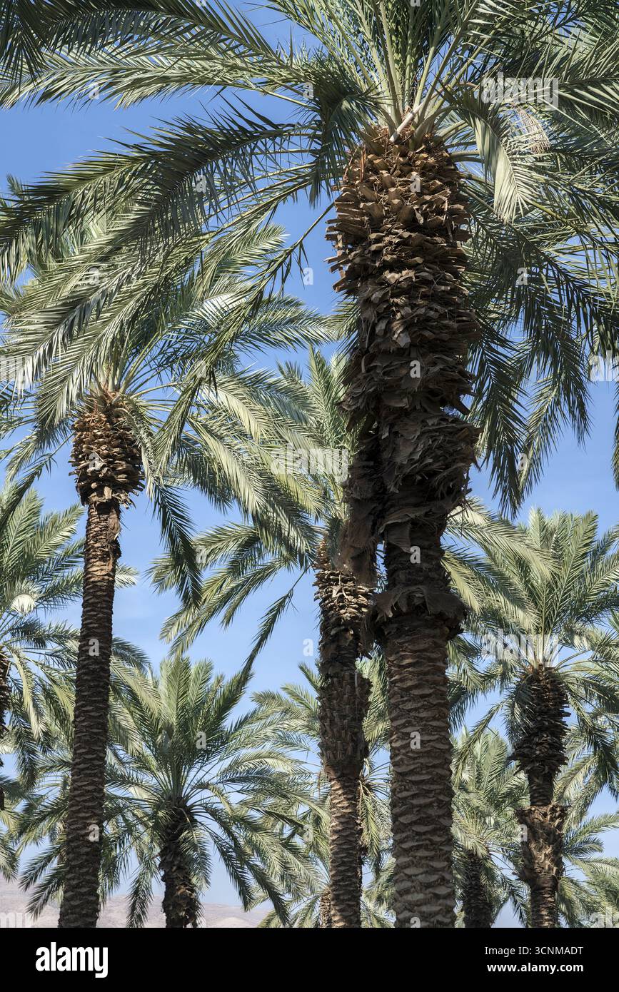 Israele; Phoenix dactylifera L.; piantagione di palme da dattero nella valle del Giordano; Dattelpalmenplantage im Jordantal; Plantación de palmeras datileras 2018 Foto Stock