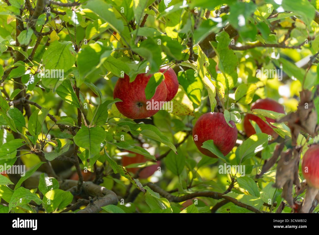Mela Malus domestica con mele rosse. Le mele rosse mature Malus domestica sono appese tra le foglie verdi. La luce del sole mette in risalto la loro freschezza e la loro natura Foto Stock