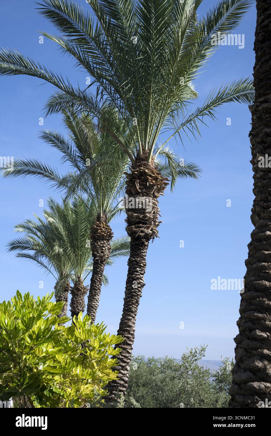 Israele; Galilea; Phoenix dactylifera L. diverse palme da dattero contro il cielo blu; mehrere Dattelpalmen vor dem blauen Himmel; palmeras datileras Foto Stock