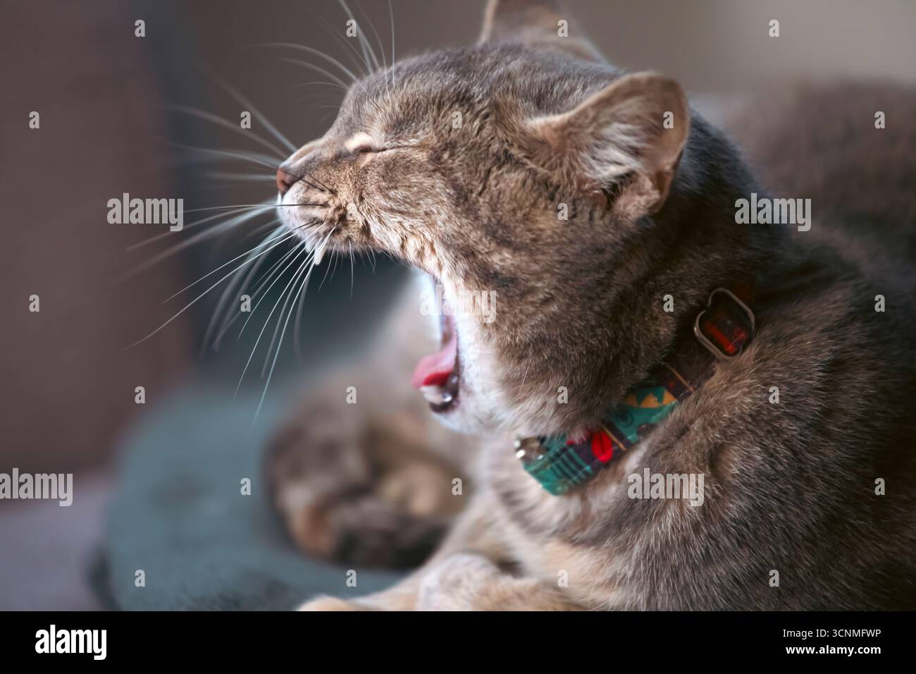 Ritratto ravvicinato di un gatto sereno con pelliccia di tabby che dorme tranquillamente su un divano colorato, a rappresentare la tranquillità. Foto Stock