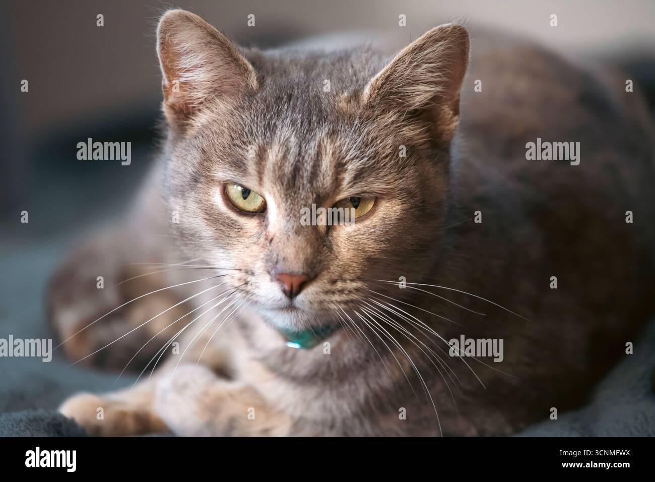 Ritratto ravvicinato di un gatto sereno con pelliccia di tabby che dorme tranquillamente su un divano colorato, a rappresentare la tranquillità. Foto Stock