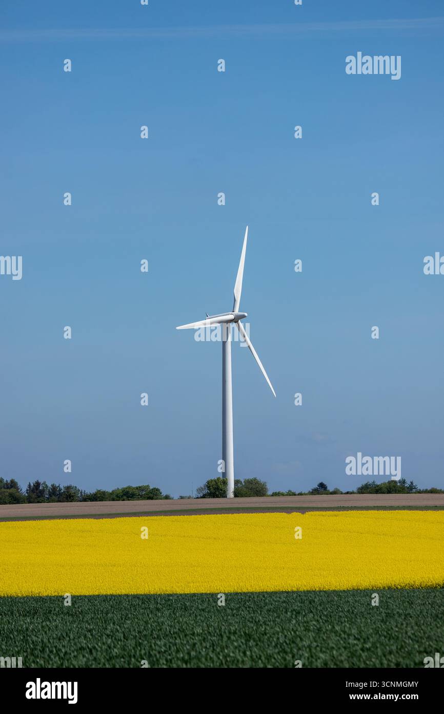 Generatore eolico in un campo di colza in estate in Danimarca, energia eolica verde in un bellissimo campo Foto Stock
