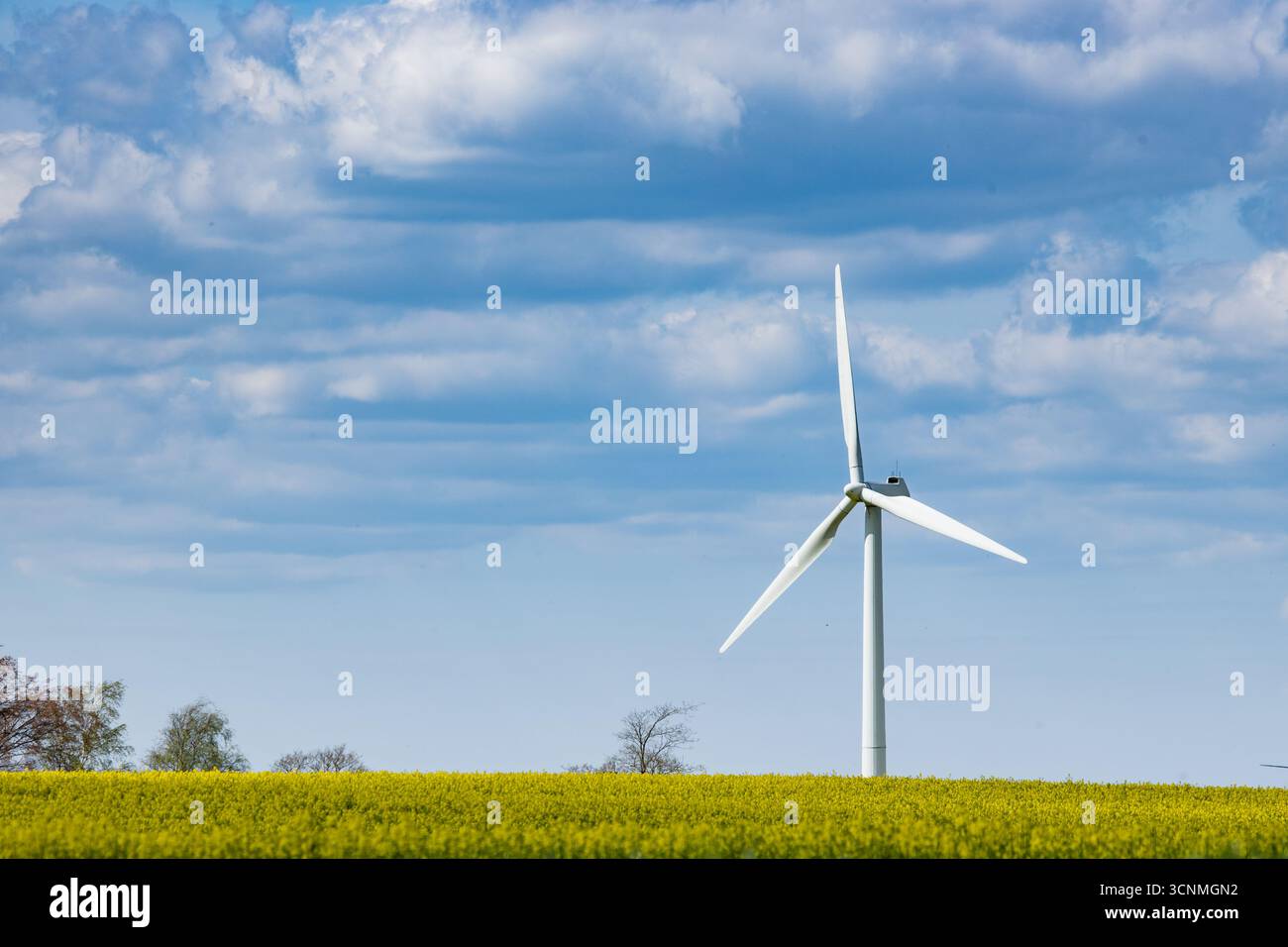Generatore eolico in un campo di colza in estate in Danimarca, energia eolica verde in un bellissimo campo Foto Stock