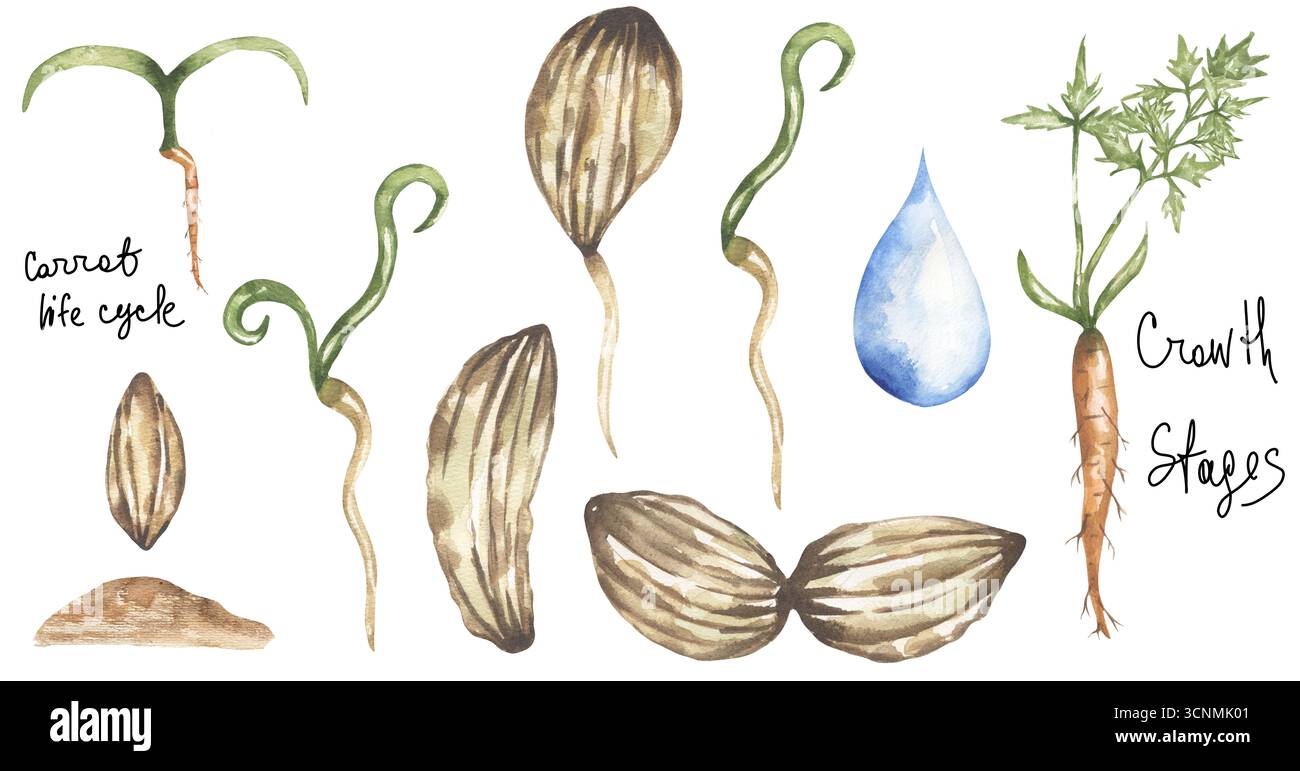 Set illustrativo del ciclo di vita della carota acquerello, elementi delle fasi di crescita delle carote, stampa didattica Foto Stock