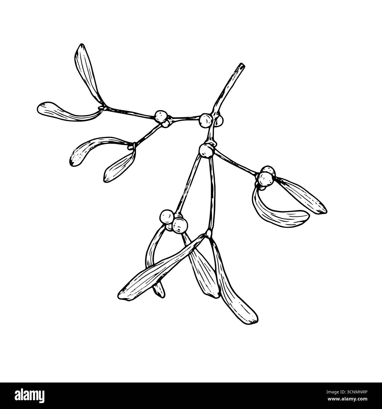 Un ciuffo di vischio con frutti di bosco, schizzo. Illustrazione vettoriale. Un ramo di un albero invernale, isolato su sfondo bianco. Per cartoline, inviti, Illustrazione Vettoriale