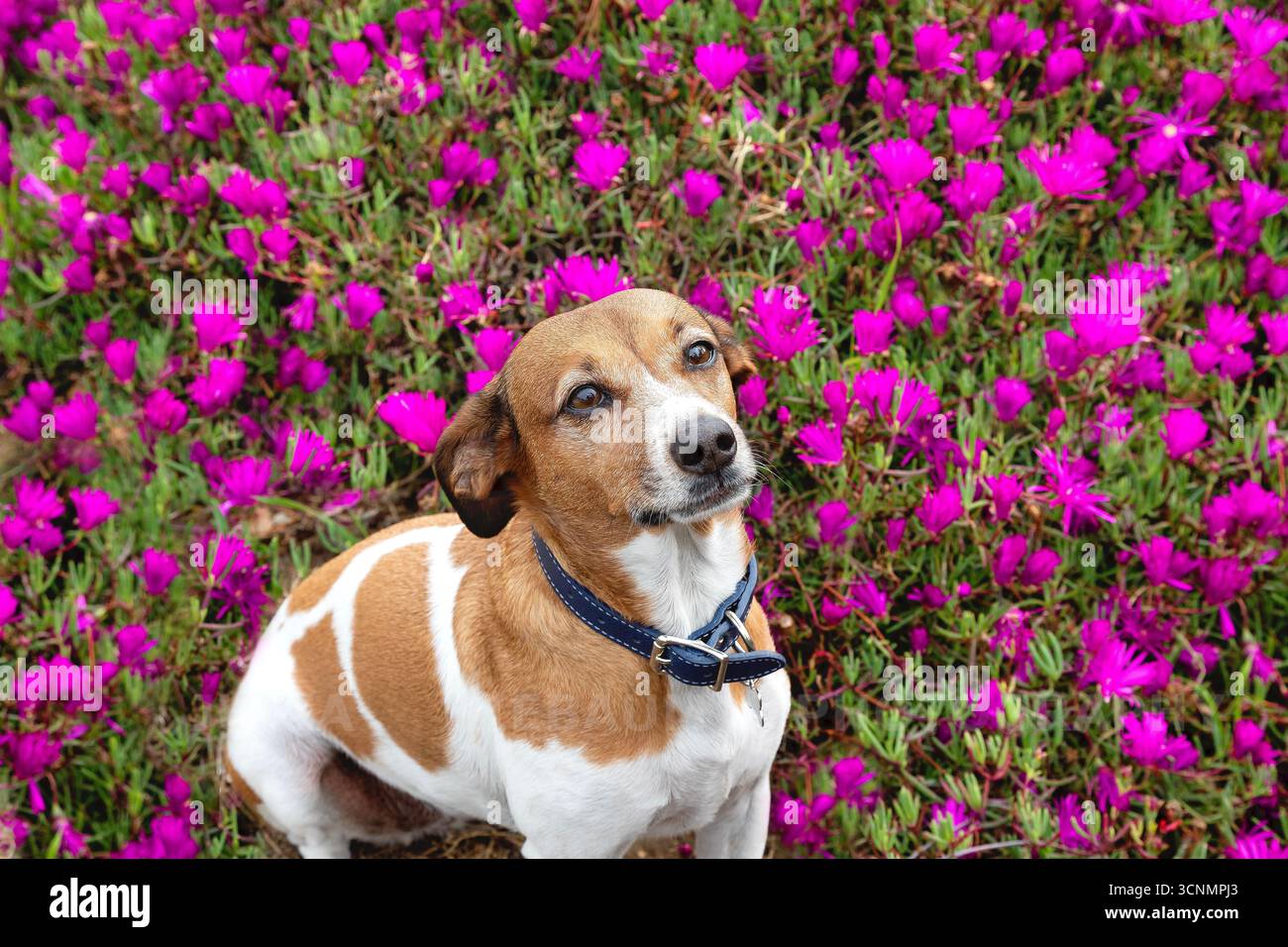 Un mutt seduto tra fiori di piante di ghiaccio viola, San Diego, California Foto Stock