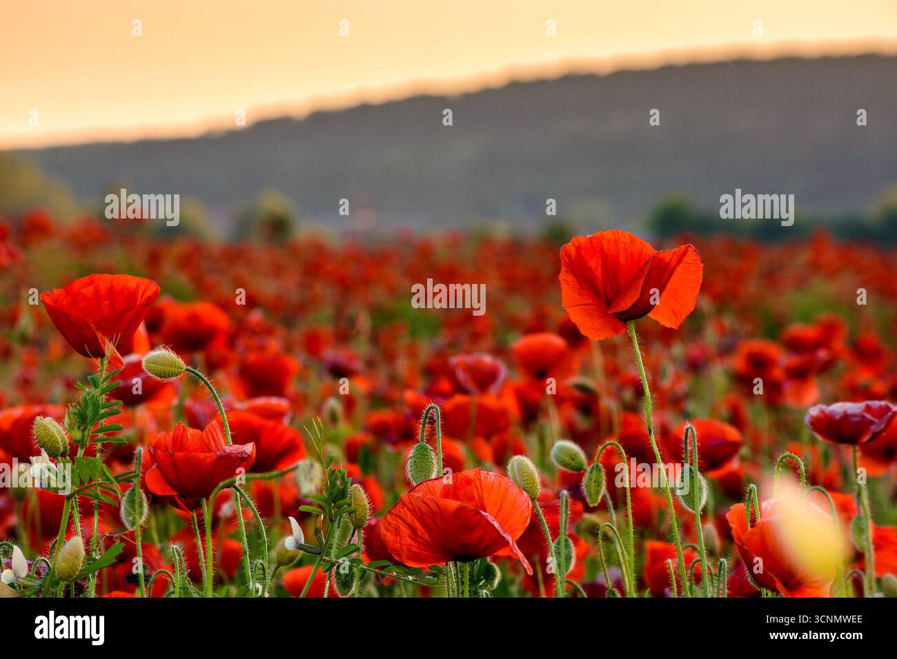 papaveri rossi sul campo. immagine di sfondo per ricordo o giorno anzac. splendido paesaggio di campagna con fiori al tramonto. messa a fuoco selettiva Foto Stock