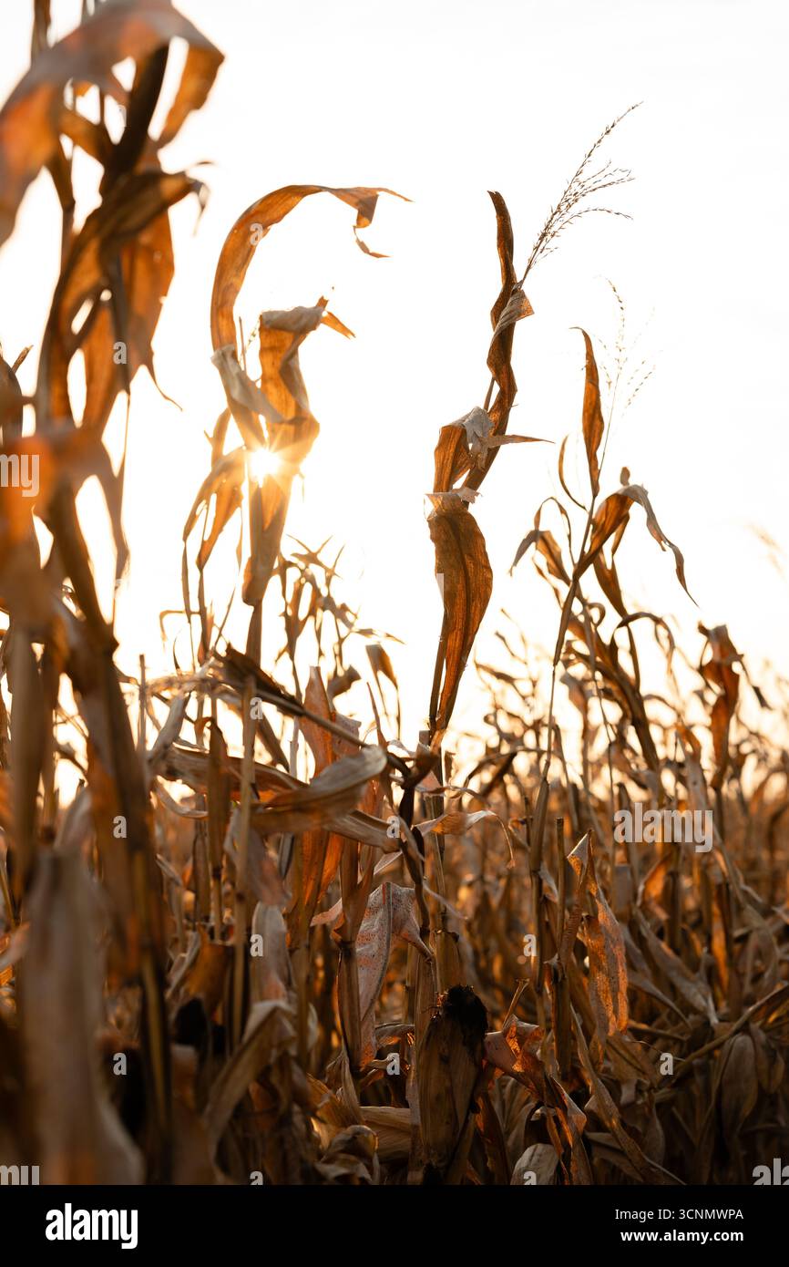 Il sole splende attraverso i gambi di mais asciutti in autunno sul campo di mais Foto Stock