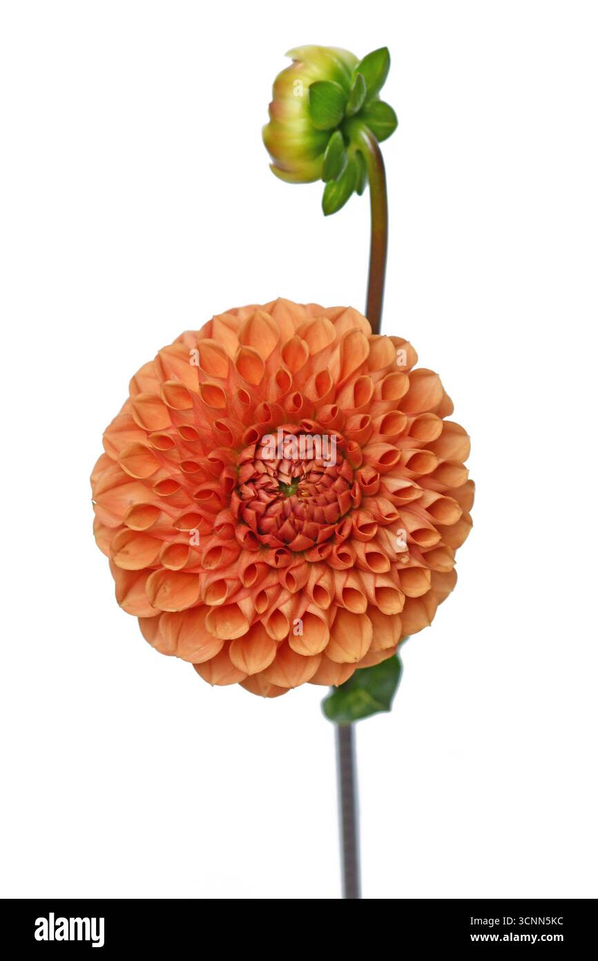 Fiore di Ball Dahlia di colore arancione in piena fioritura su sfondo bianco Foto Stock