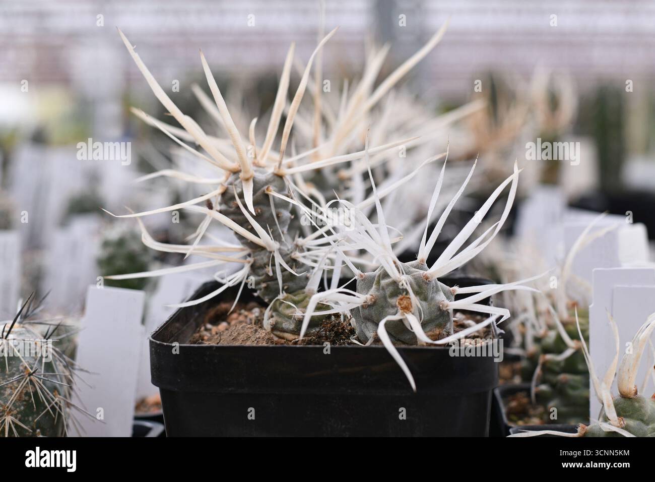Curios Tephrocactus articulatus v. Papyracanthus Paper spine cactus Plant Foto Stock
