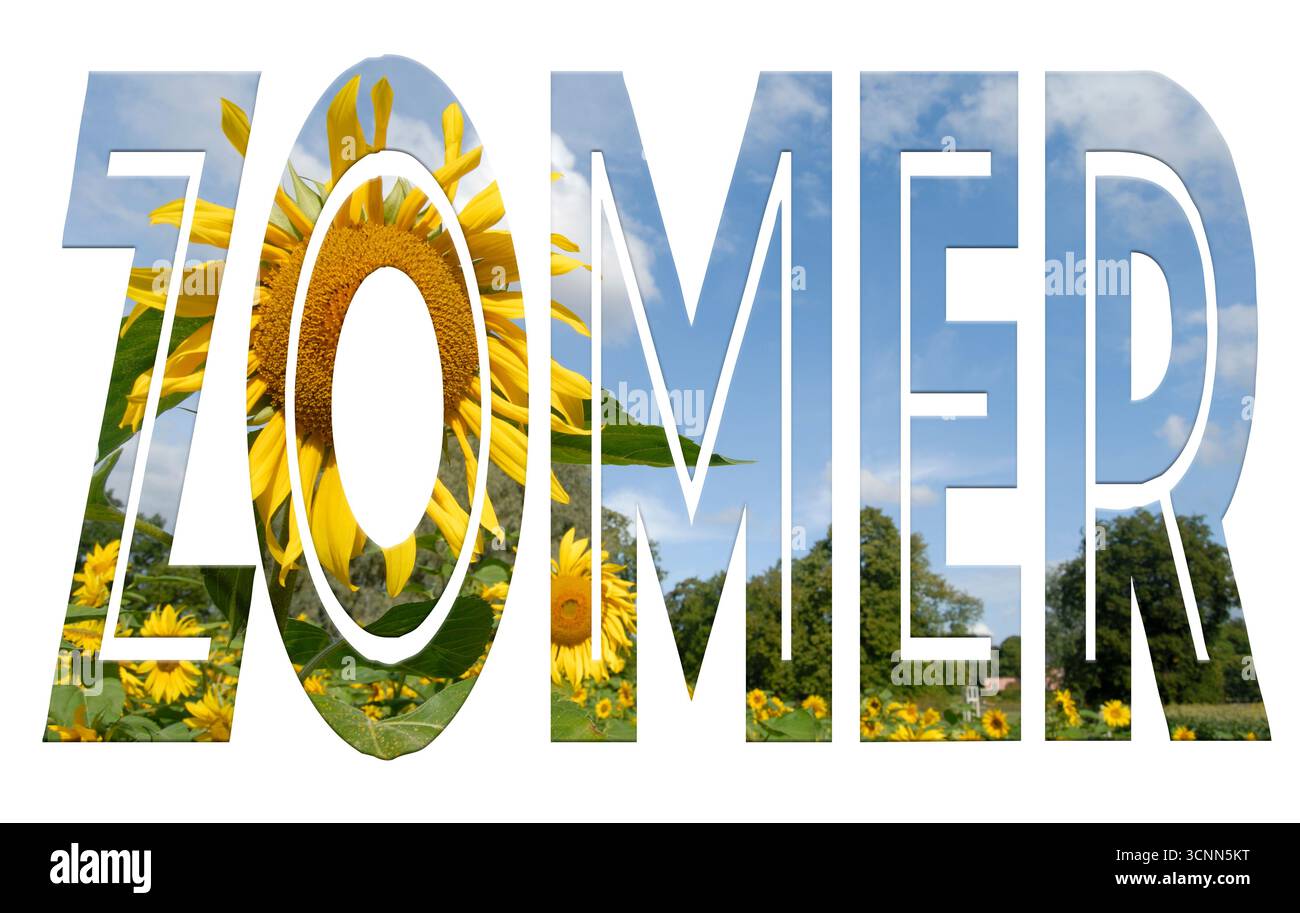 Composito digitale. La parola ZOMER (olandese per estate) con una sovrapposizione di un'immagine di girasoli (Helianthus annuus) che fiorisce in un campo. I primi Foto Stock