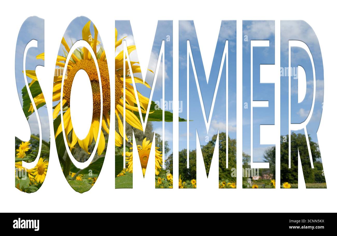 Composito digitale. La parola SOMMER (tedesco per estate) con una sovrapposizione di un'immagine di girasoli (Helianthus annuus) che fiorisce in un campo. Il Foto Stock