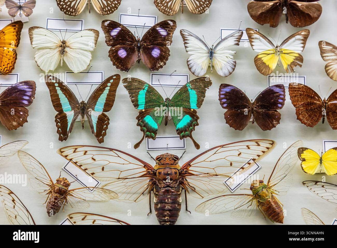 Diverse farfalle per animali selvatici montate in un armadietto scientifico Foto Stock