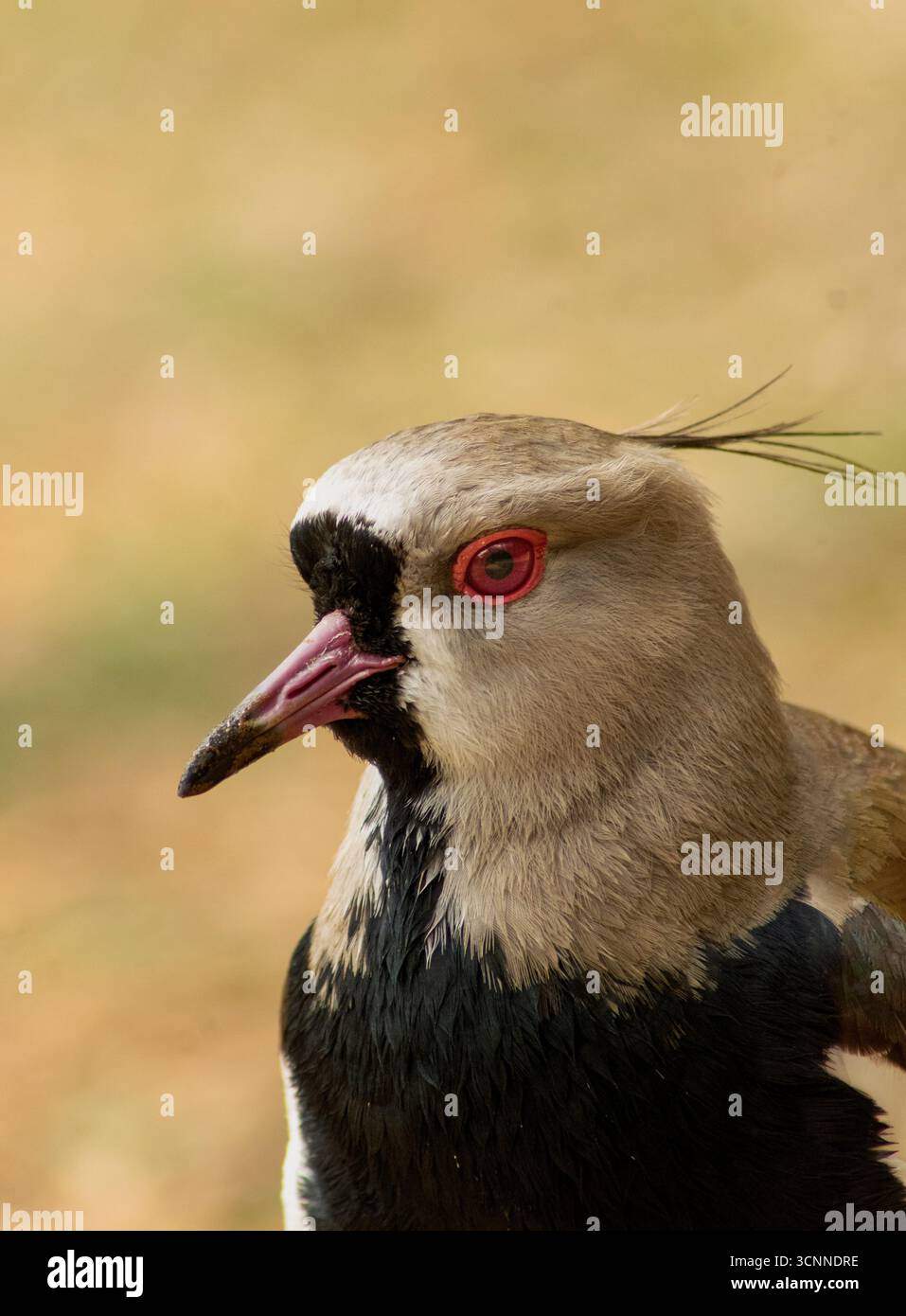 Primo piano dettagliato di un Lapwing meridionale (Vanellus chilensis), con particolare attenzione al suo occhio rosso brillante, alle sottili piume dello stemma e alle raffinate texture del piumaggio Foto Stock