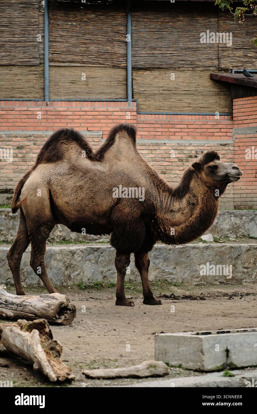 Corpo intero di un cammello battriano in piedi vicino a un muro di mattoni allo zoo di Belgrado. Foto Stock