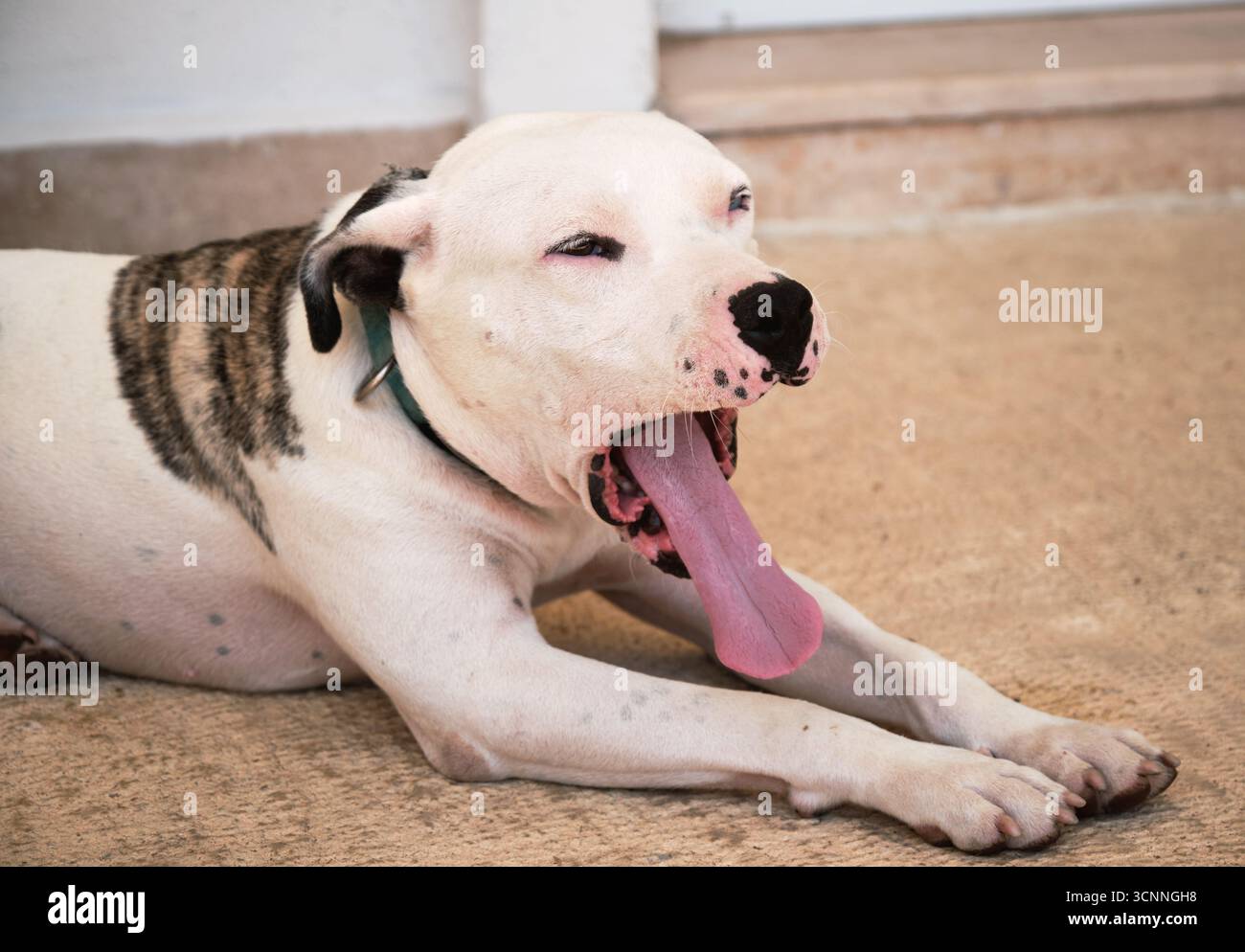 Cane Pitbull bianco e brindle sdraiato e sbadigliante ampiamente, rivelando una lunga lingua rosa mentre vi godete un momento di relax Foto Stock