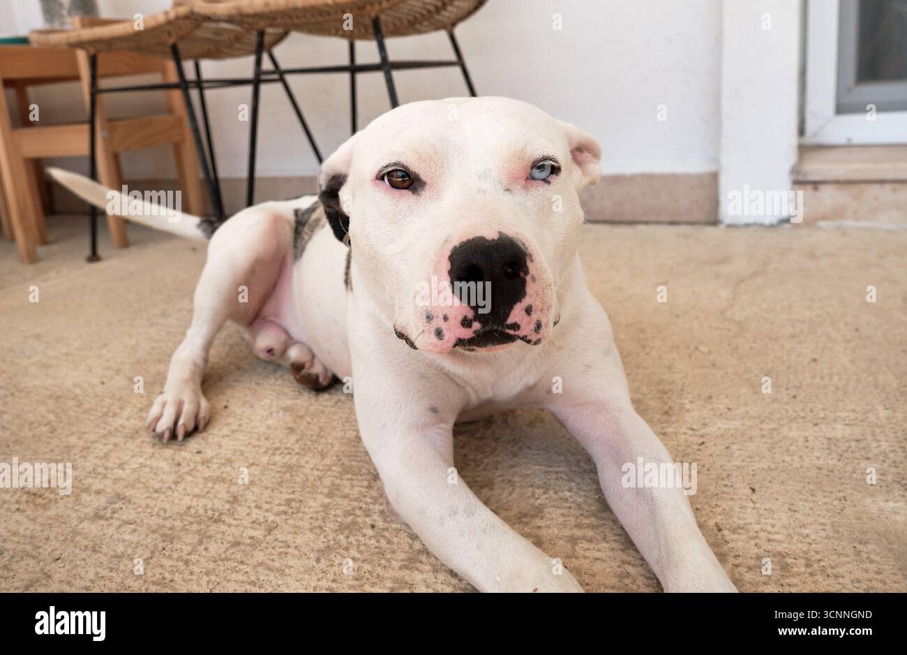 Cane pitbull bianco con eterocromia che si rilassa comodamente sul pavimento, mostrando le sue adorabili caratteristiche e il suo comportamento amichevole Foto Stock