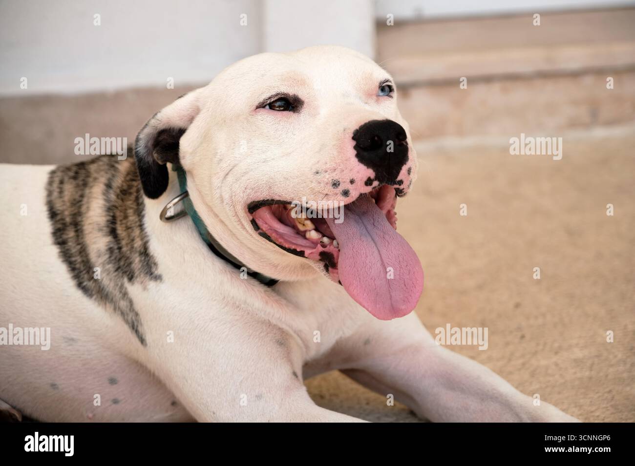 Cane pitbull americano con eterocromia, marcature striscianti e colletto blu che mostrano la lingua rosa sdraiata sul pavimento Foto Stock