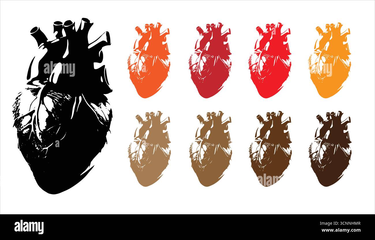 Vettore cuore umano – cuore anatomico con vene e arterie isolate su bianco Illustrazione Vettoriale