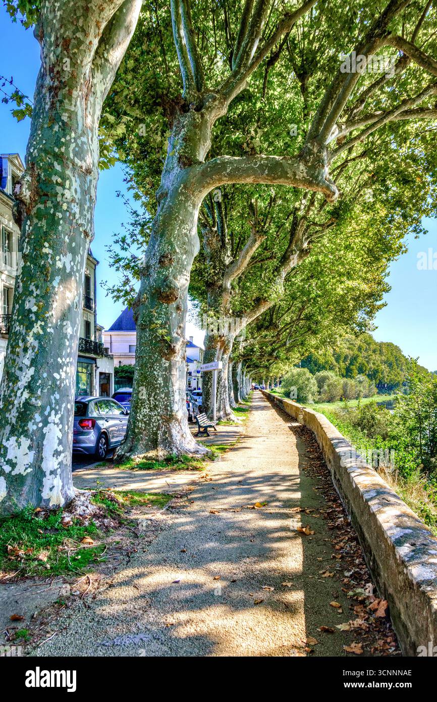 Vista lungo il Quai Jeanne d'Arc sotto gli alberi di platano sulla riva nord del fiume Vienne - Chinon, Indre-et-Loire (37), Francia. Foto Stock