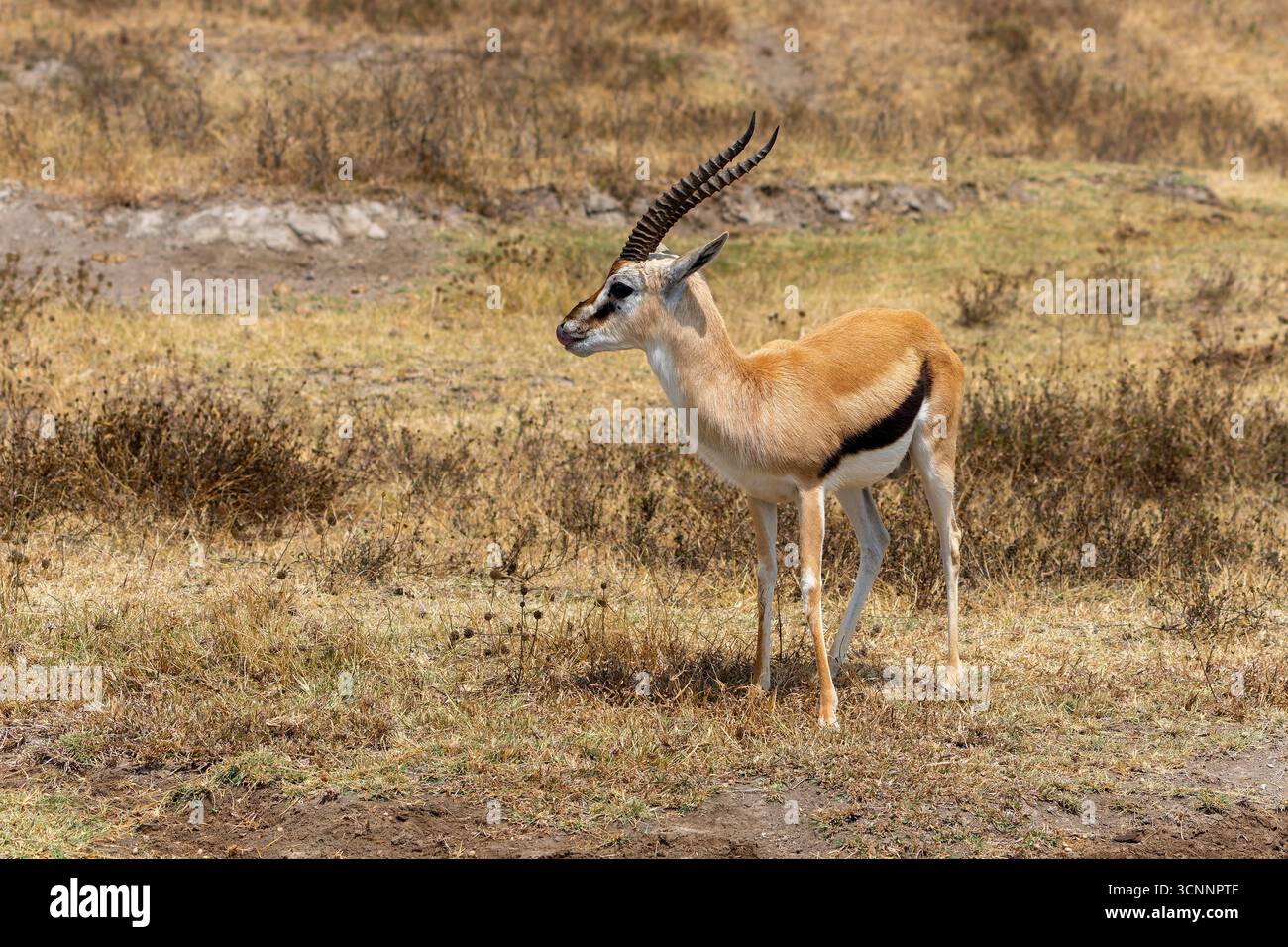 Gazzella maschile di Thomson (Gazella thomsonii) al pascolo fotografata al Tarangire National Park, Tanzania Foto Stock