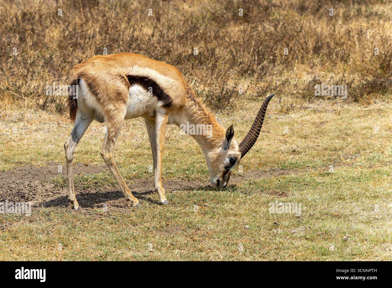Gazzella maschile di Thomson (Gazella thomsonii) al pascolo fotografata al Tarangire National Park, Tanzania Foto Stock