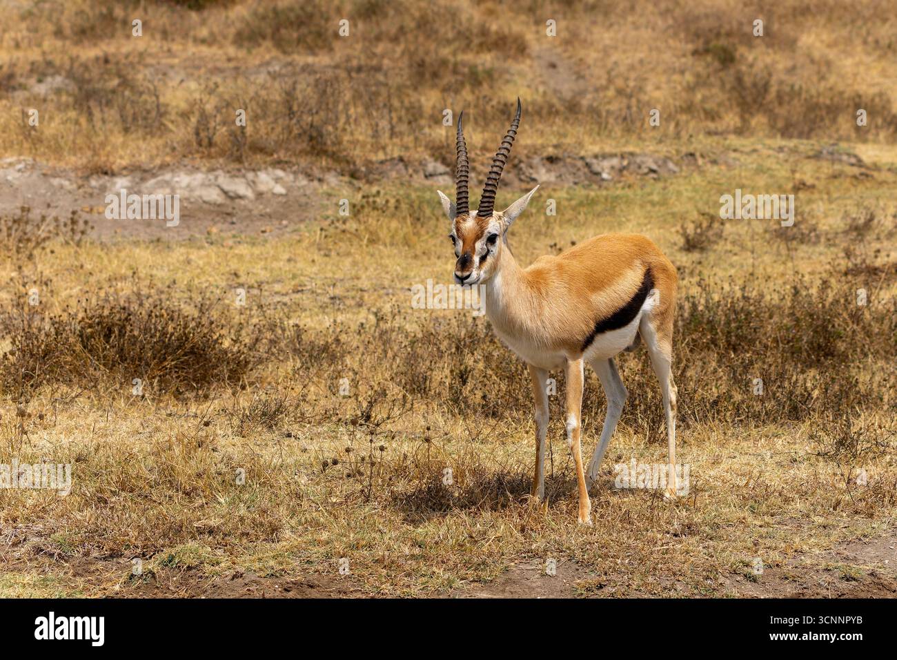 Gazzella maschile di Thomson (Gazella thomsonii) al pascolo fotografata al Tarangire National Park, Tanzania Foto Stock