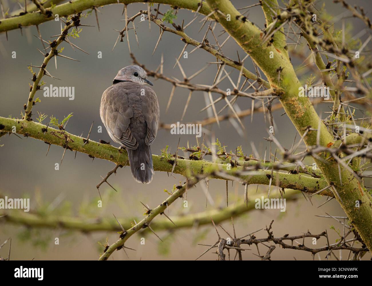 Primo piano di una colomba eurasiatica (Streptopelia decaocto), Parco Nazionale del Lago Nakuru. Foto Stock