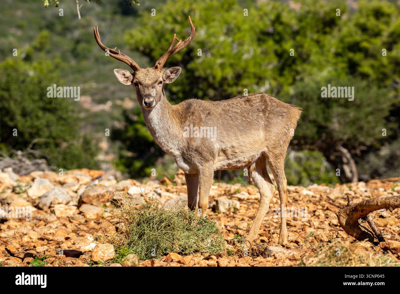 primo piano di un cervo maledetto mesopotamico (Dama mesopotamica) fotografato nella foresta del Carmelo israeliano. Questo è un nucleo di impanatura in fase di preparazione Foto Stock
