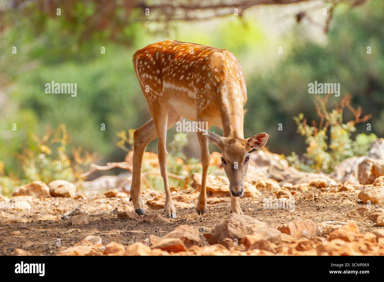 Femmina di cervo malvagio mesopotamico (Dama mesopotamica) alias cervo malvagio persiano fotografata nella foresta del Carmelo di Israele questo è un nucleo di impanatura nel pro Foto Stock