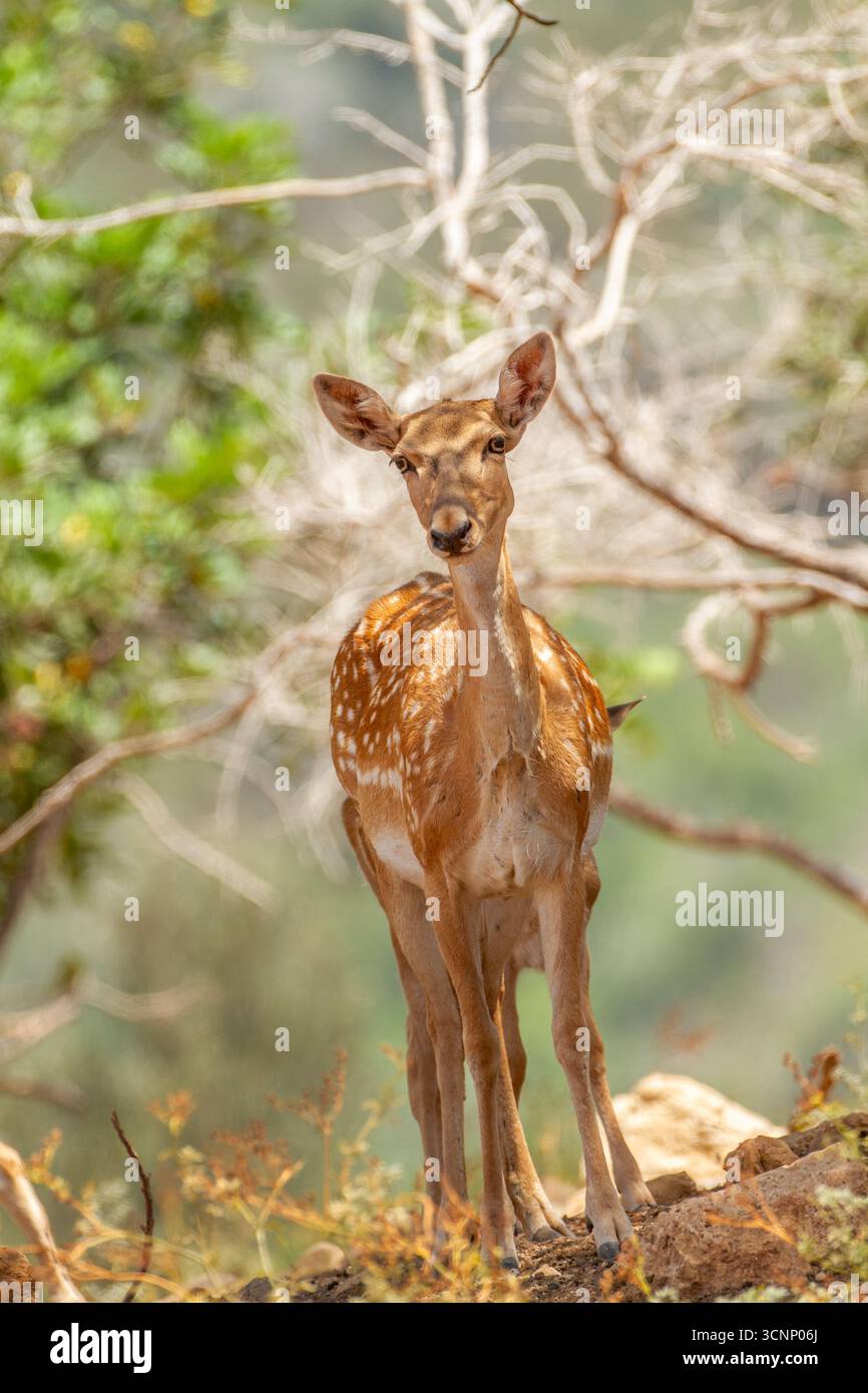 Femmina di cervo malvagio mesopotamico (Dama mesopotamica) alias cervo malvagio persiano fotografata nella foresta del Carmelo di Israele questo è un nucleo di impanatura nel pro Foto Stock