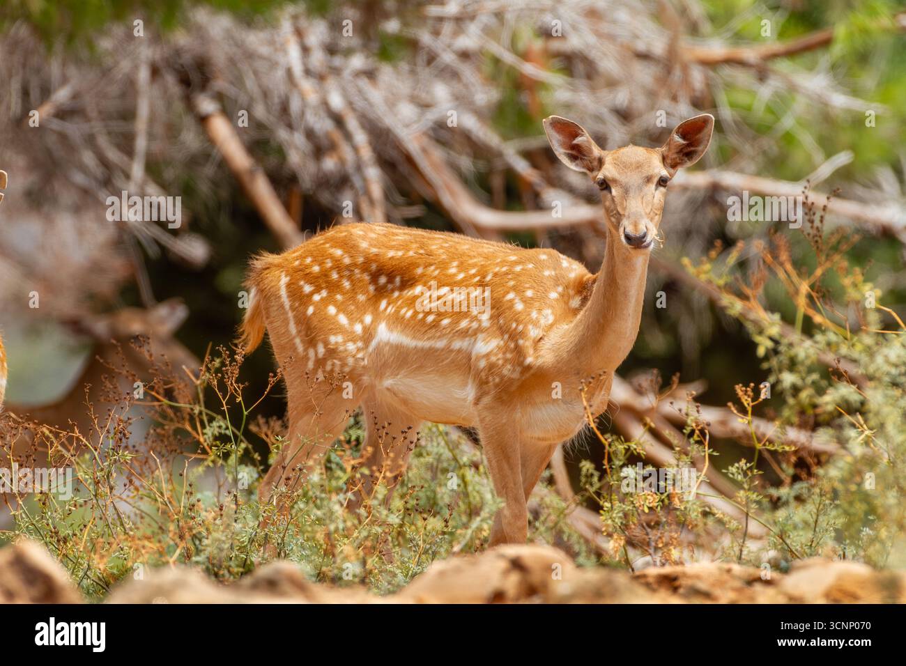 Femmina di cervo malvagio mesopotamico (Dama mesopotamica) alias cervo malvagio persiano fotografata nella foresta del Carmelo di Israele questo è un nucleo di impanatura nel pro Foto Stock