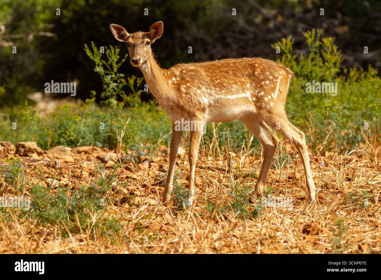 Femmina di cervo malvagio mesopotamico (Dama mesopotamica) alias cervo malvagio persiano fotografata nella foresta del Carmelo di Israele questo è un nucleo di impanatura nel pro Foto Stock