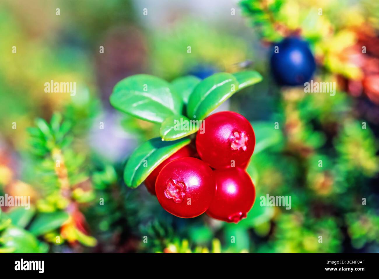 Primo piano al Lingonberry rosso su un cespuglio Foto Stock
