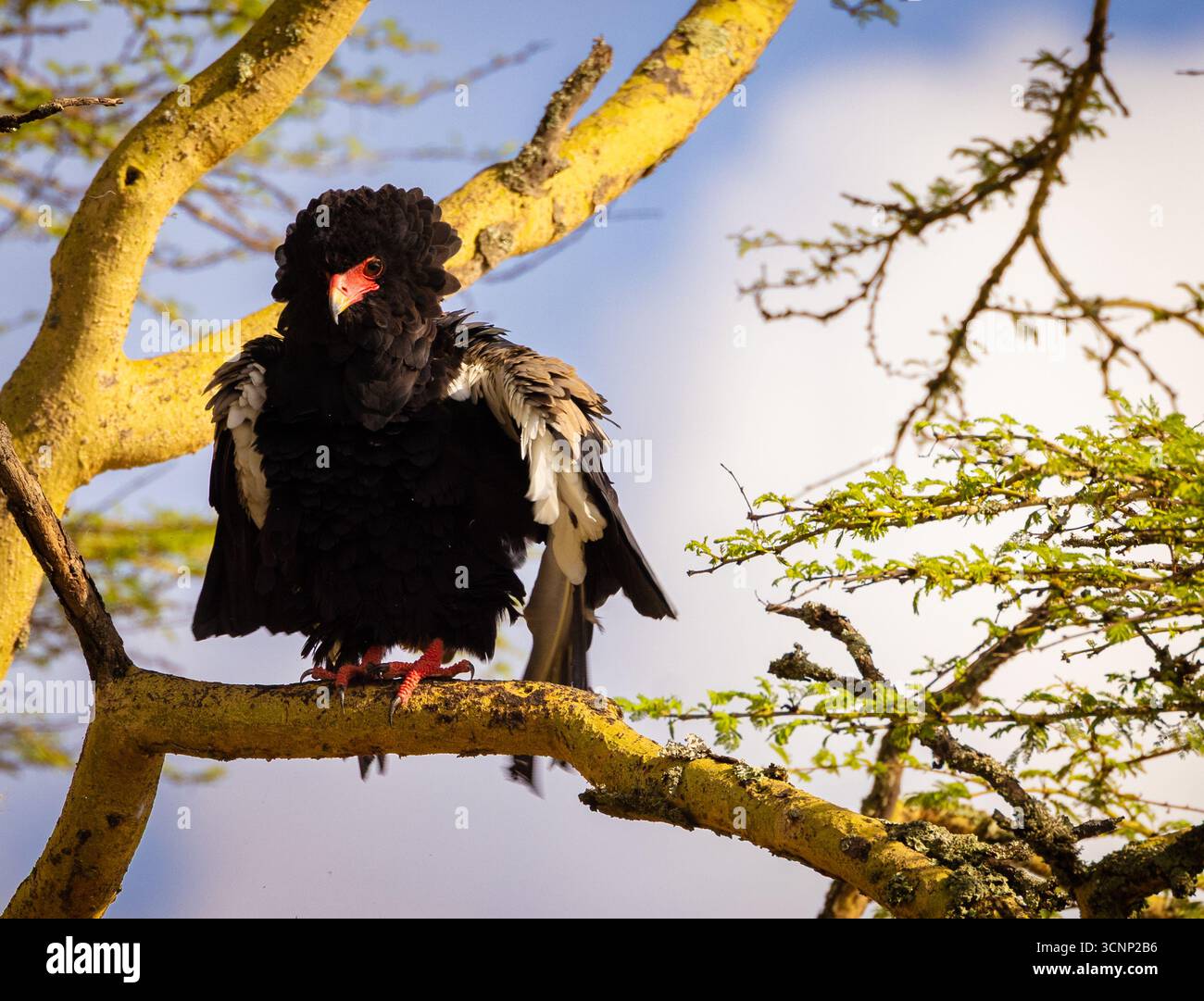 Aquila di Bateleur (Terathopius ecaudatus) arroccata su un ramo di acacia. Fotografato al Parco Nazionale del Lago Nakuru. Foto Stock