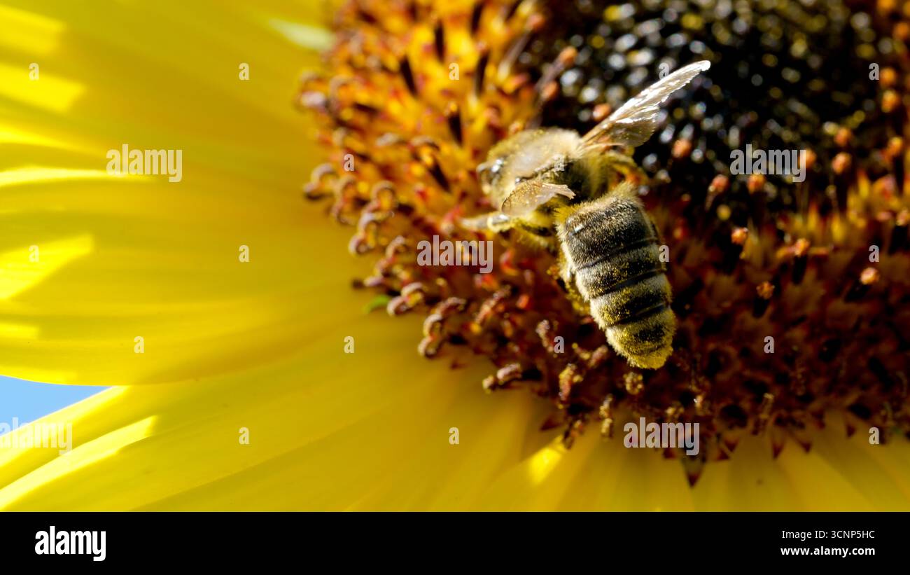 I girasoli luminosi attraggono le api affollate che raccolgono il nettare in una giornata di sole. Foto Stock