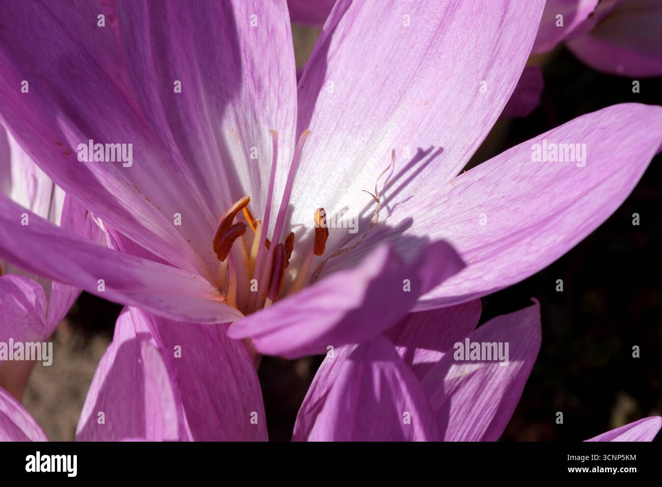 I delicati petali viola si aprono completamente, rivelando vivaci stami sotto la luce del sole. Foto Stock