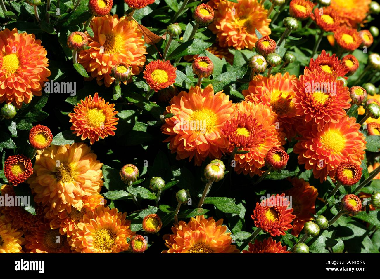 Fiori di arancio luminosi riempiono il giardino, mostrando la bellezza della natura sotto il cielo limpido. Foto Stock
