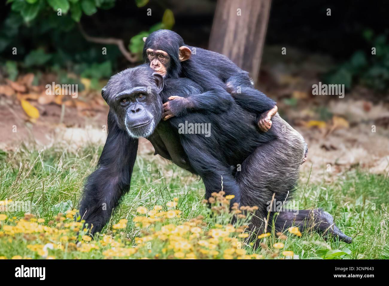 Scimpanzè Foto Stock